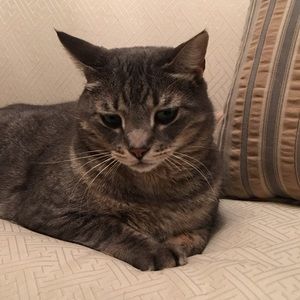 Meet your Posher, Anne